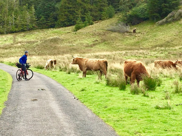 Cycle Scotland Highland cows